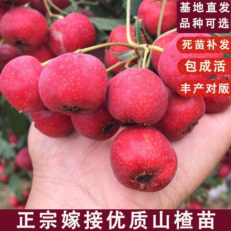 大金星山楂苗大五棱甜红子品种纯正包成活包管理技术