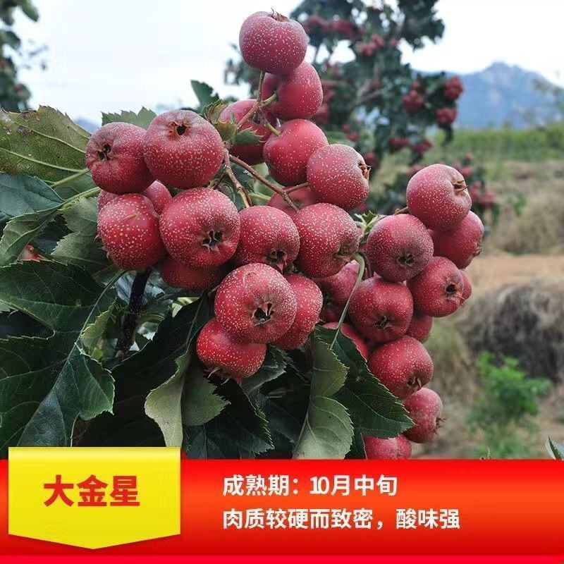大金星山楂苗大五棱甜红子品种纯正包成活包管理技术