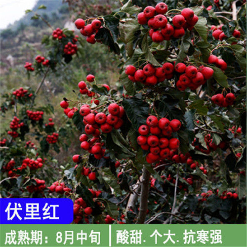大金星山楂苗大五棱甜红子品种纯正包成活包管理技术