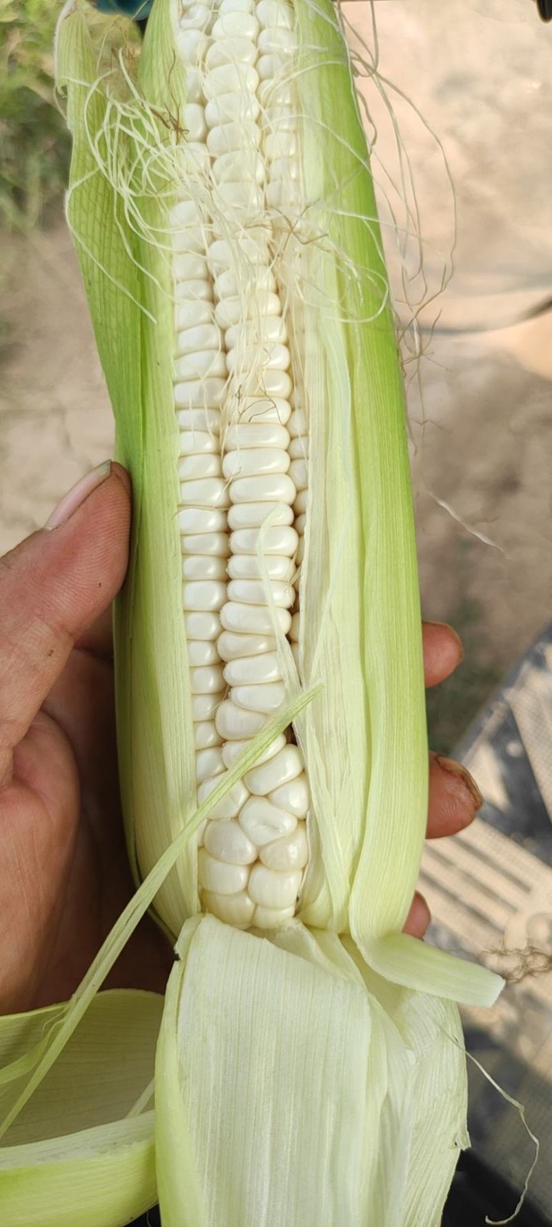 自家种，加甜糯玉米