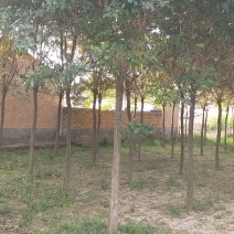 自家苗圃十到十四公分国槐树，无中介，打号挖树装车。