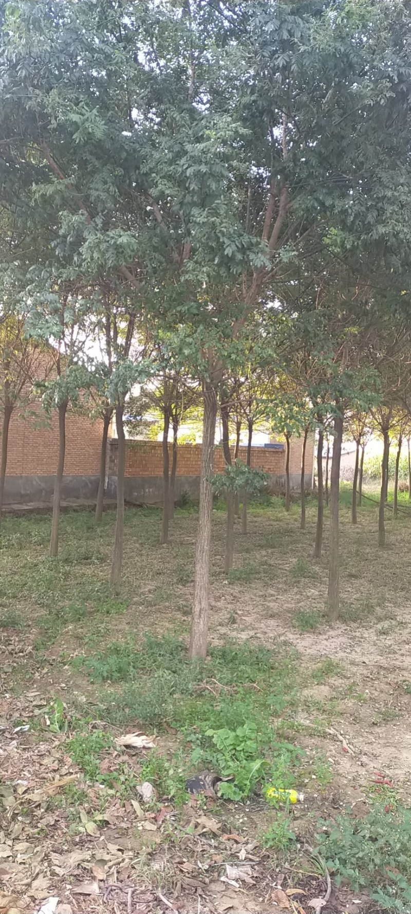 自家苗圃十到十四公分国槐树，无中介，打号挖树装车。