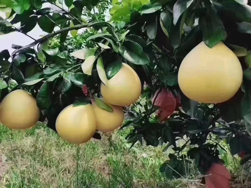 三红蜜柚小薄皮口感甜甜密市场电商超市每天有货需要联系