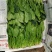 优质精品菠菜20~25厘米开始大量上市