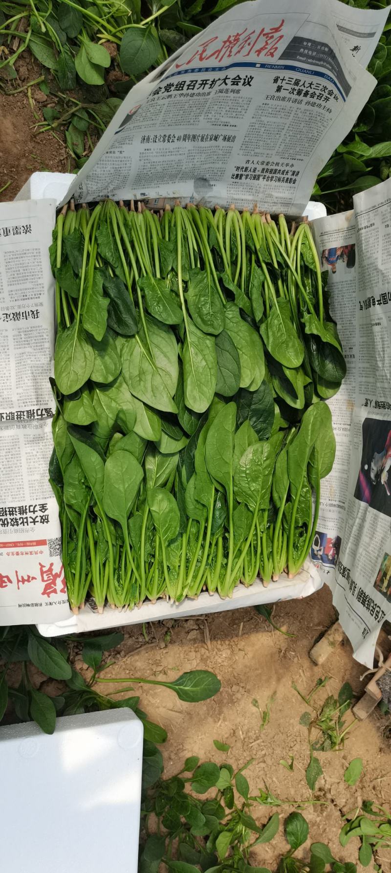 优质精品菠菜20~25厘米开始大量上市