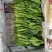 优质精品菠菜20~25厘米开始大量上市