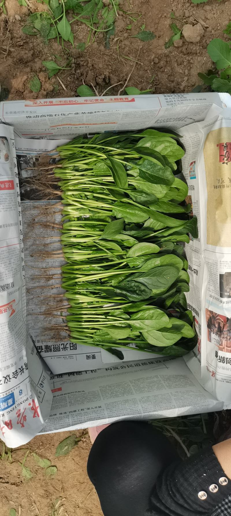 优质精品菠菜20~25厘米开始大量上市