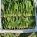 优质精品菠菜20~25厘米开始大量上市