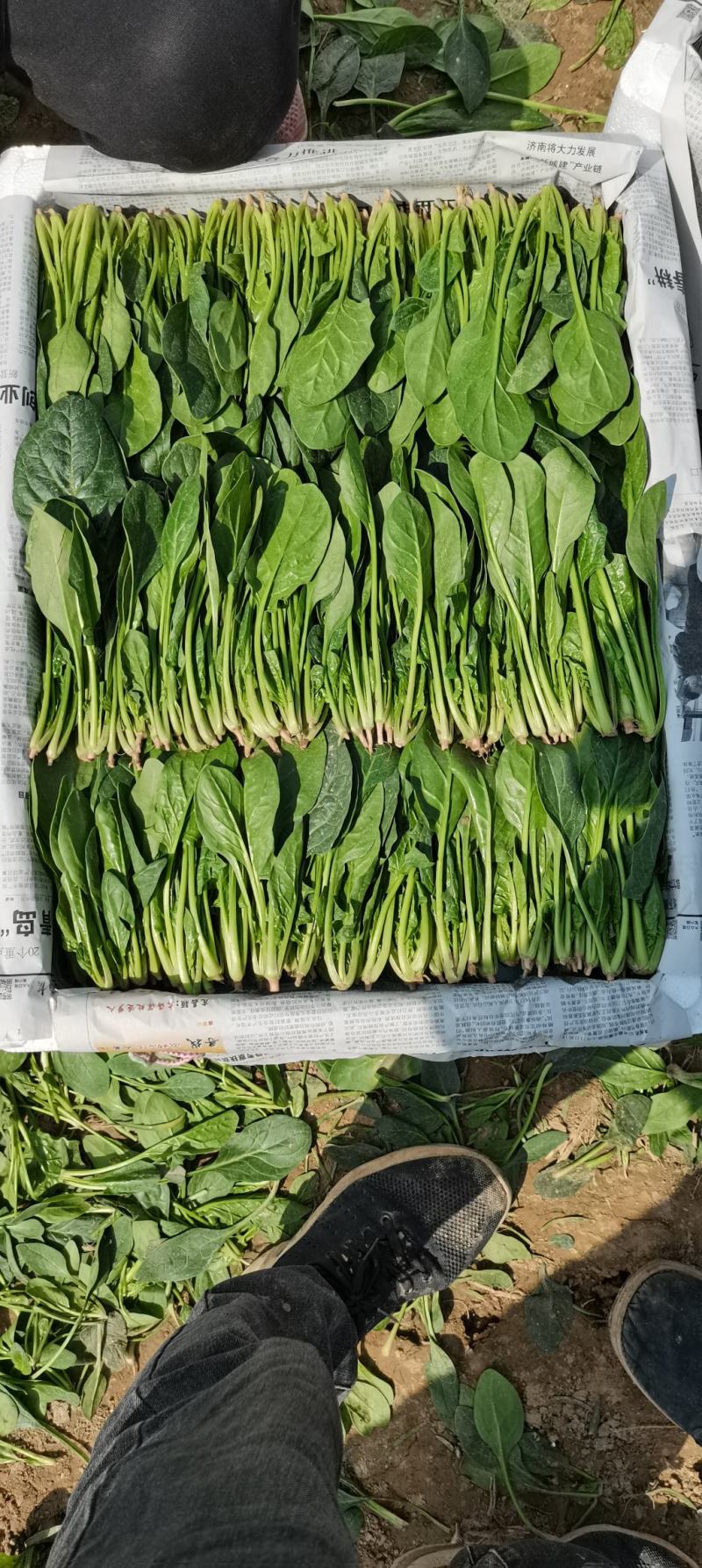 优质精品菠菜20~25厘米开始大量上市