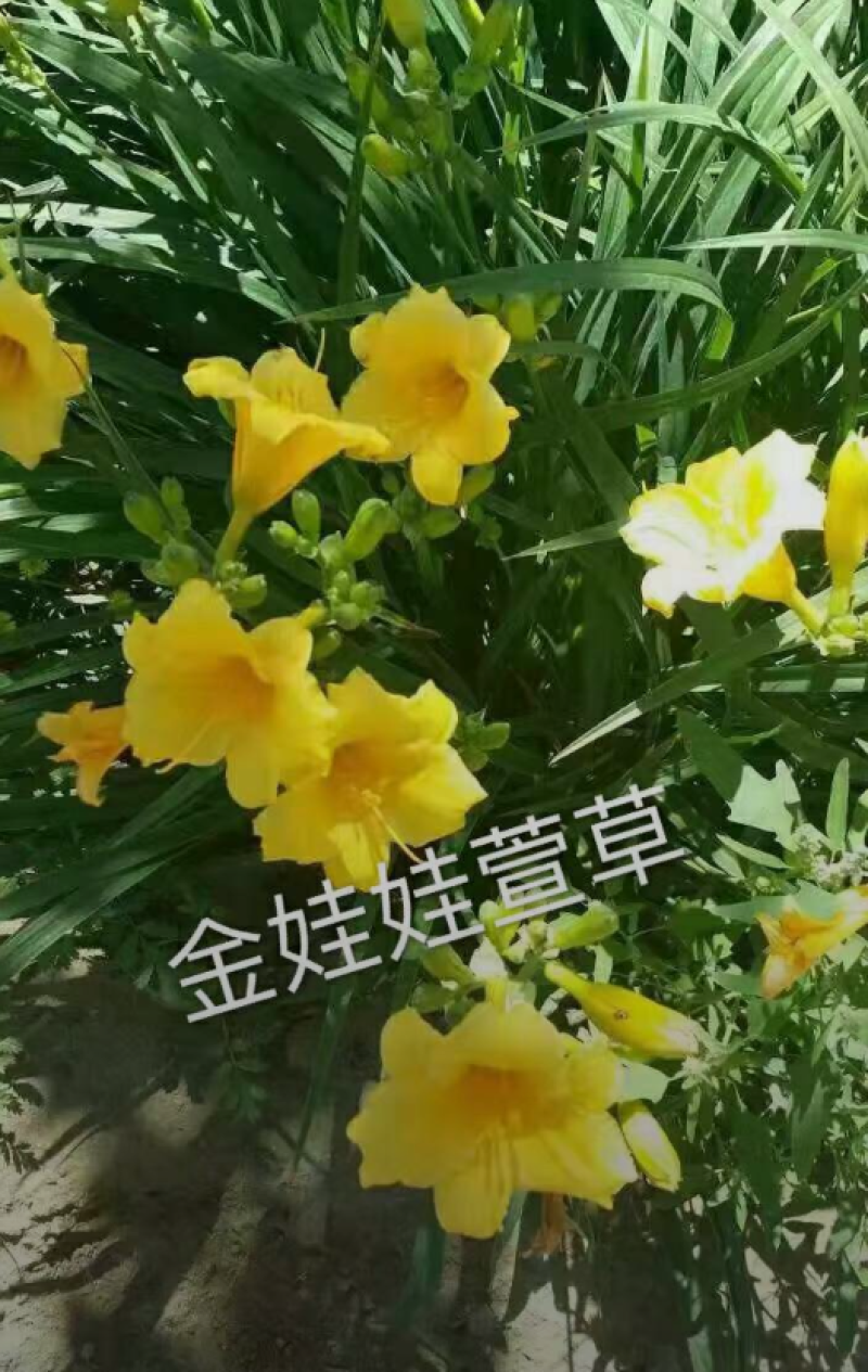 金娃娃萱草10/20/30/40/50规格齐全成活率高价