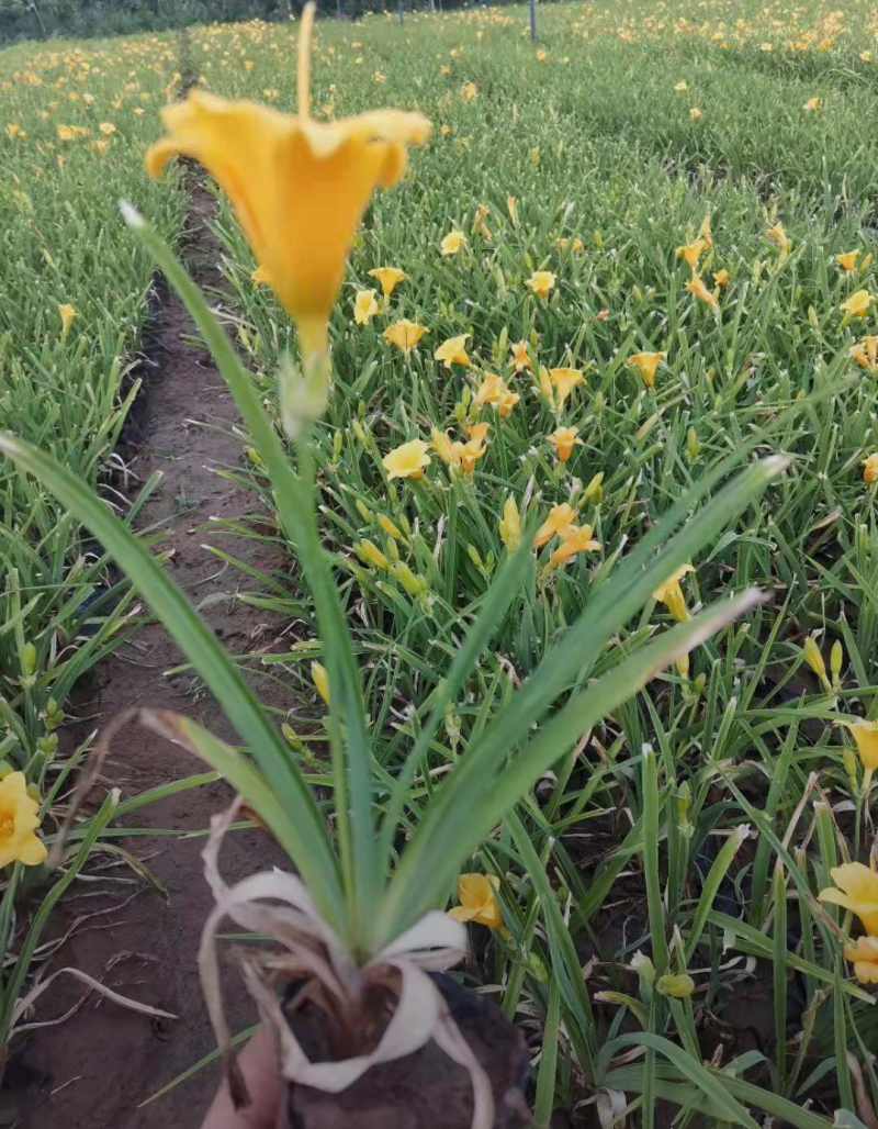 金娃娃萱草10/20/30/40/50规格齐全成活率高价