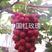 中国红玫瑰葡萄苗万亩优质葡葡苗木基地大量供应红玫瑰葡萄苗