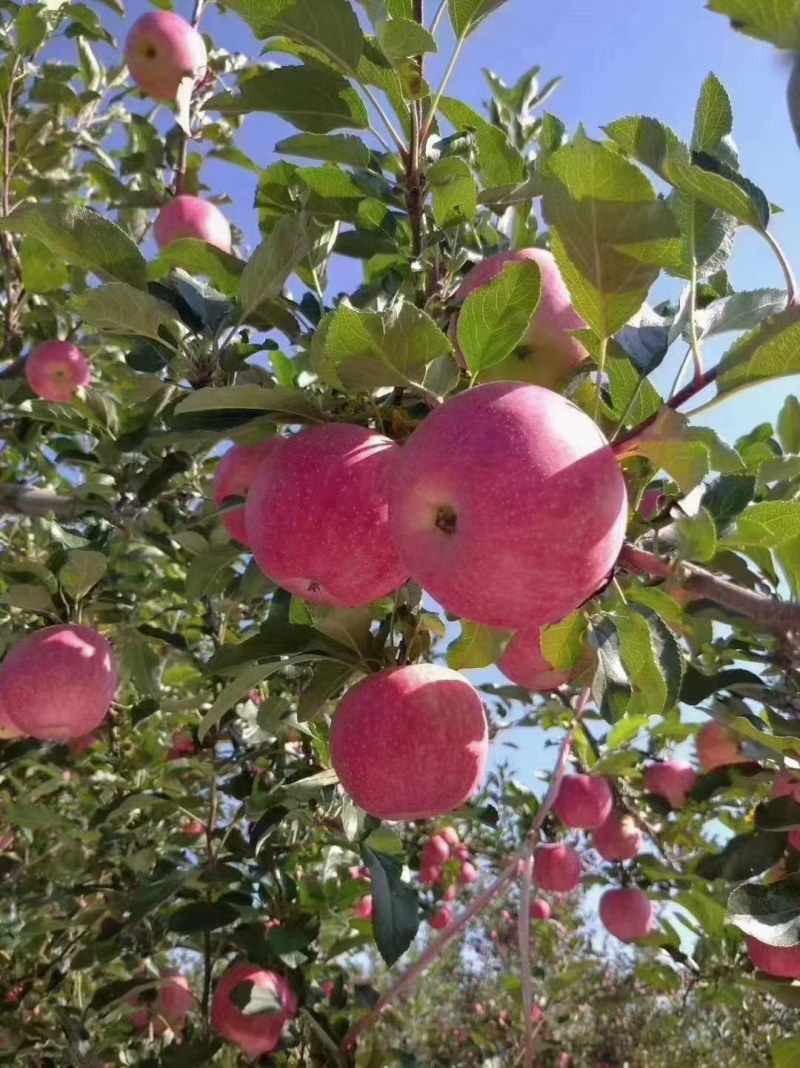 红富士苹果大量上市