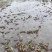 【热】四川青皮莴笋青皮青肉无空心大量低价现砍现发包走车