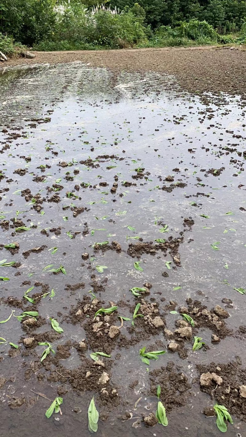 【热】四川青皮莴笋青皮青肉无空心大量低价现砍现发包走车