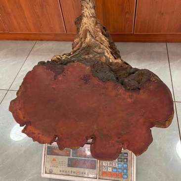 红豆杉灵芝