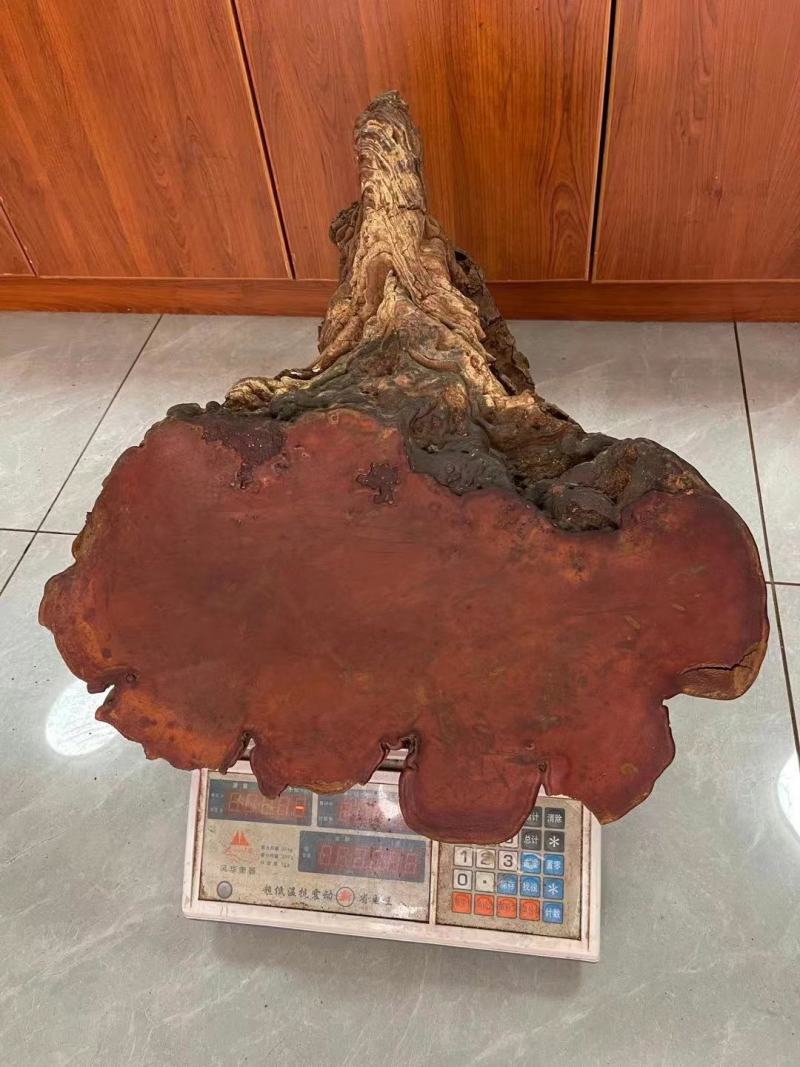 红豆杉灵芝
