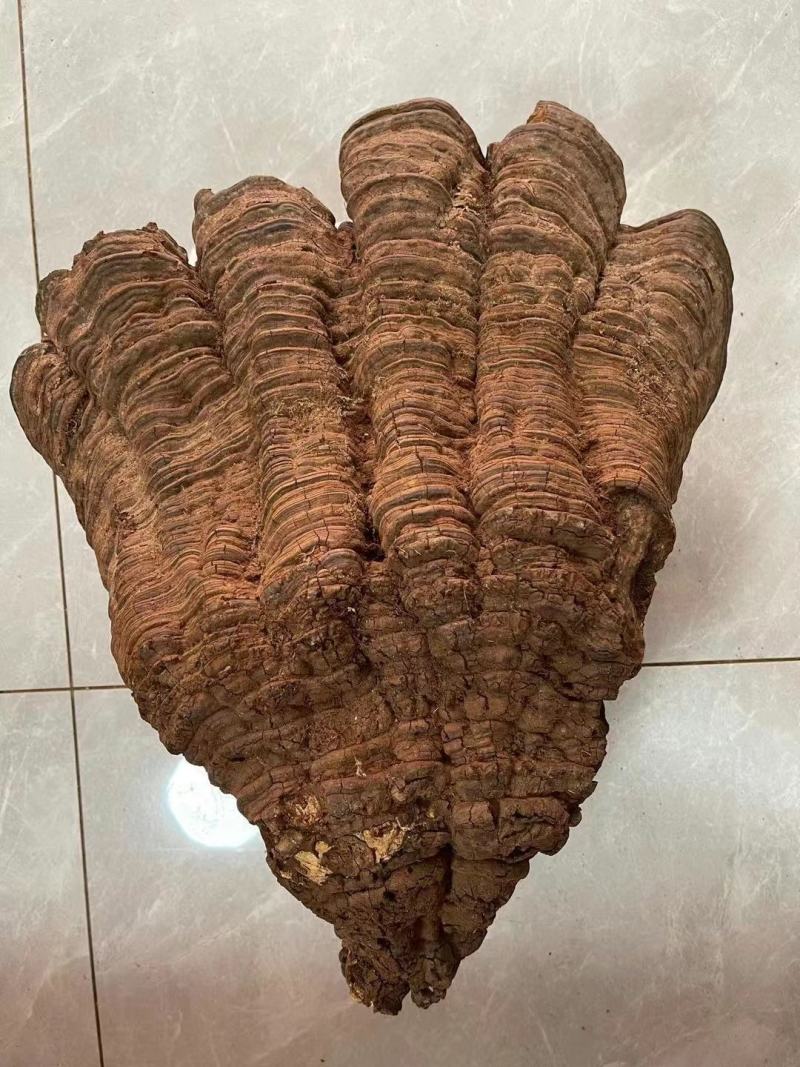 红豆杉灵芝