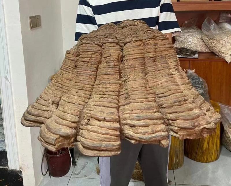红豆杉灵芝