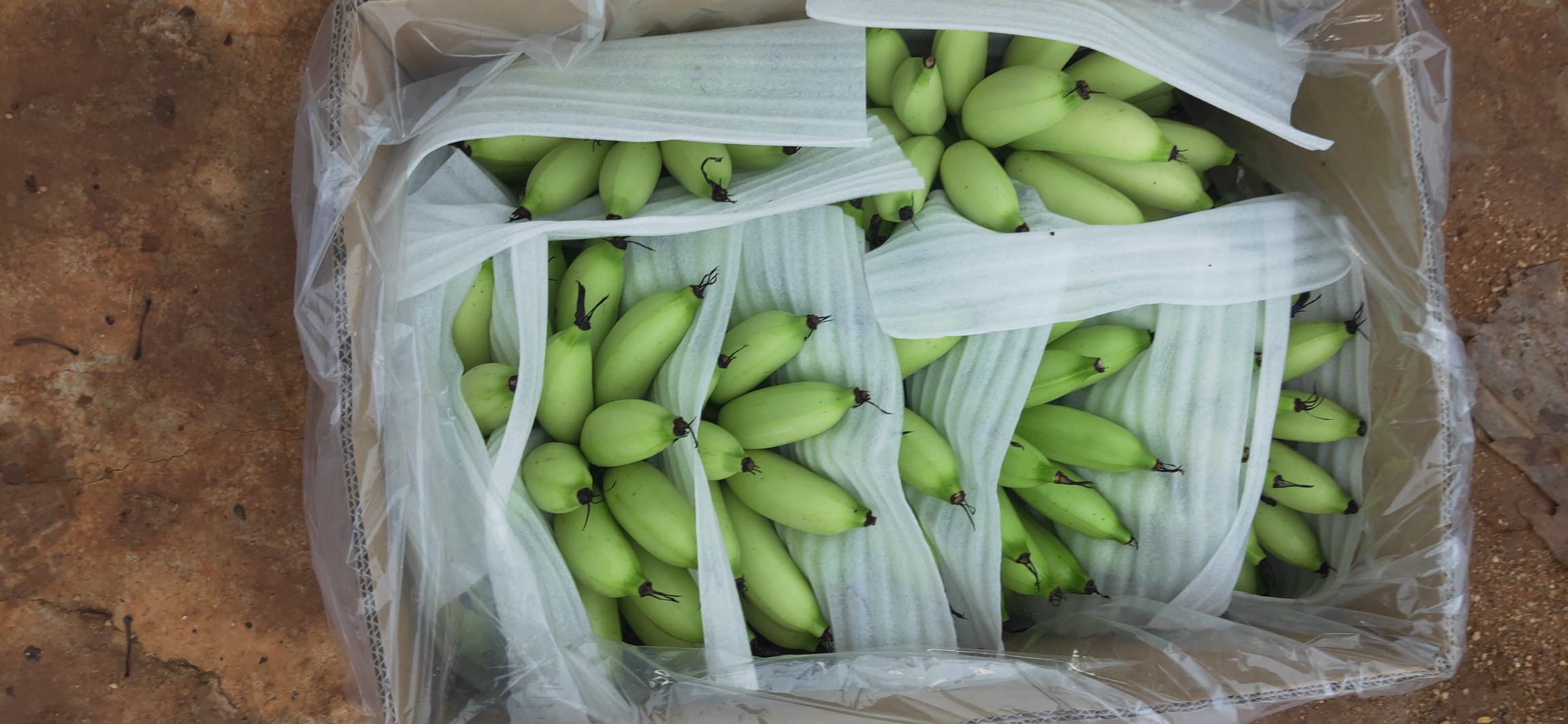 帝王蕉深加工产品展示图