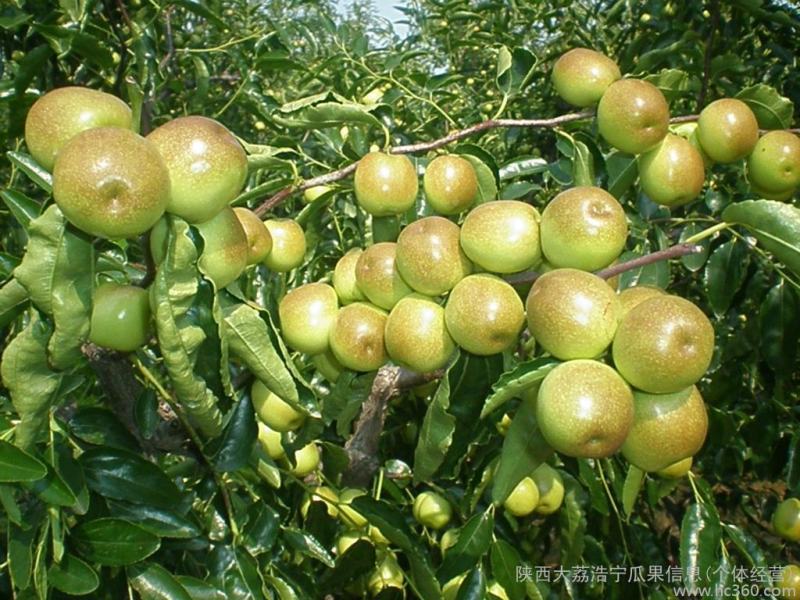山东冬枣大量上市口感甜脆市场自由大场地收货日走货量十万斤