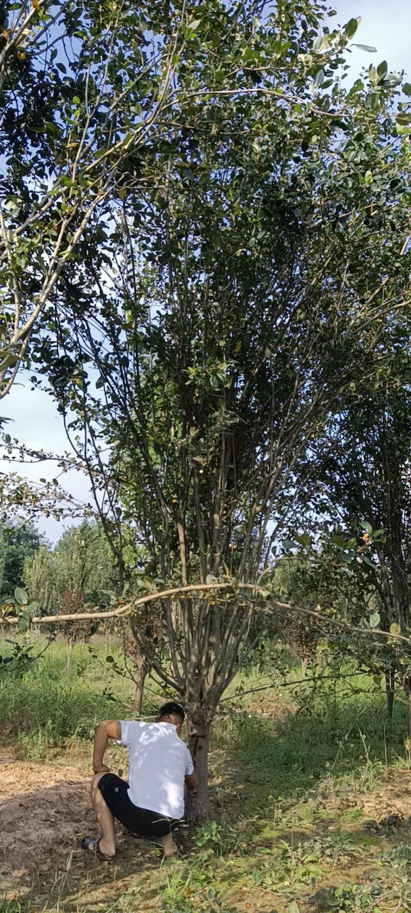 精品西府海棠基地直发，8—18公分，可地头装车