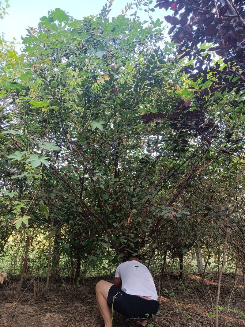 精品榆叶梅基地直发，5—11公分，可地头装车，欢迎前来选