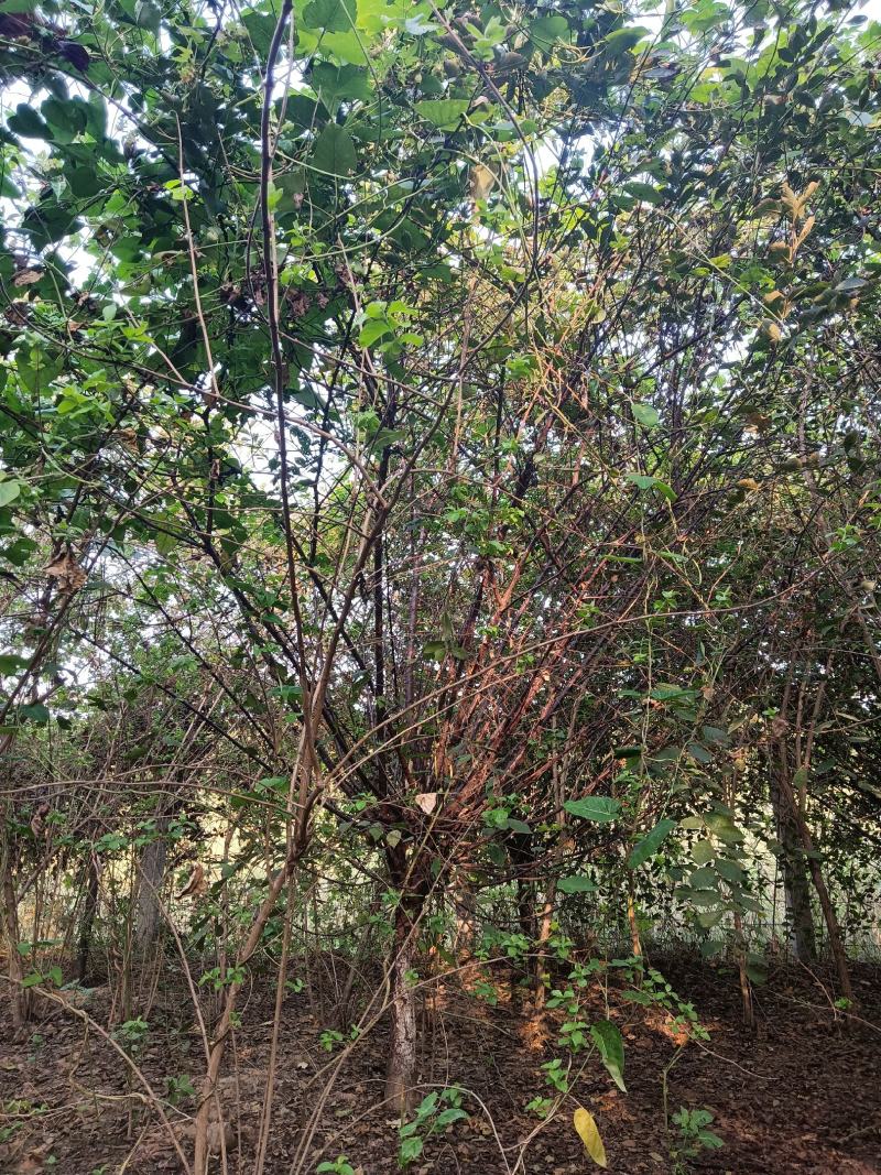 精品榆叶梅基地直发，5—11公分，可地头装车，欢迎前来选