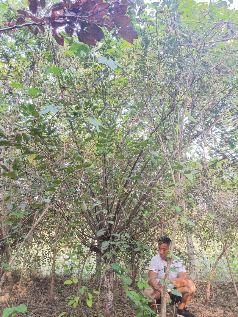精品榆叶梅基地直发，5—11公分，可地头装车，欢迎前来选