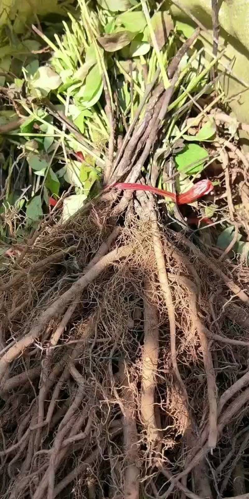 3年生药用牡丹苗，油用牡丹苗，当年开花结荚。