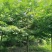 8～20公分娜塔栎，美国红橡树，沼生栎等