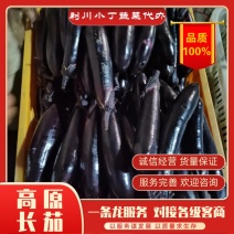 【荐】湖北产地直供茄子长茄货源充足专业代办服务完善