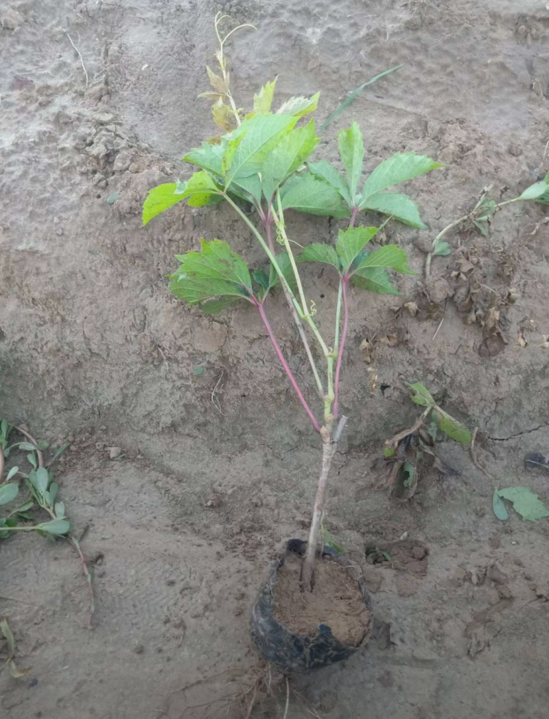 爬山虎30/40/50/80/90规格齐全成活率高价格优