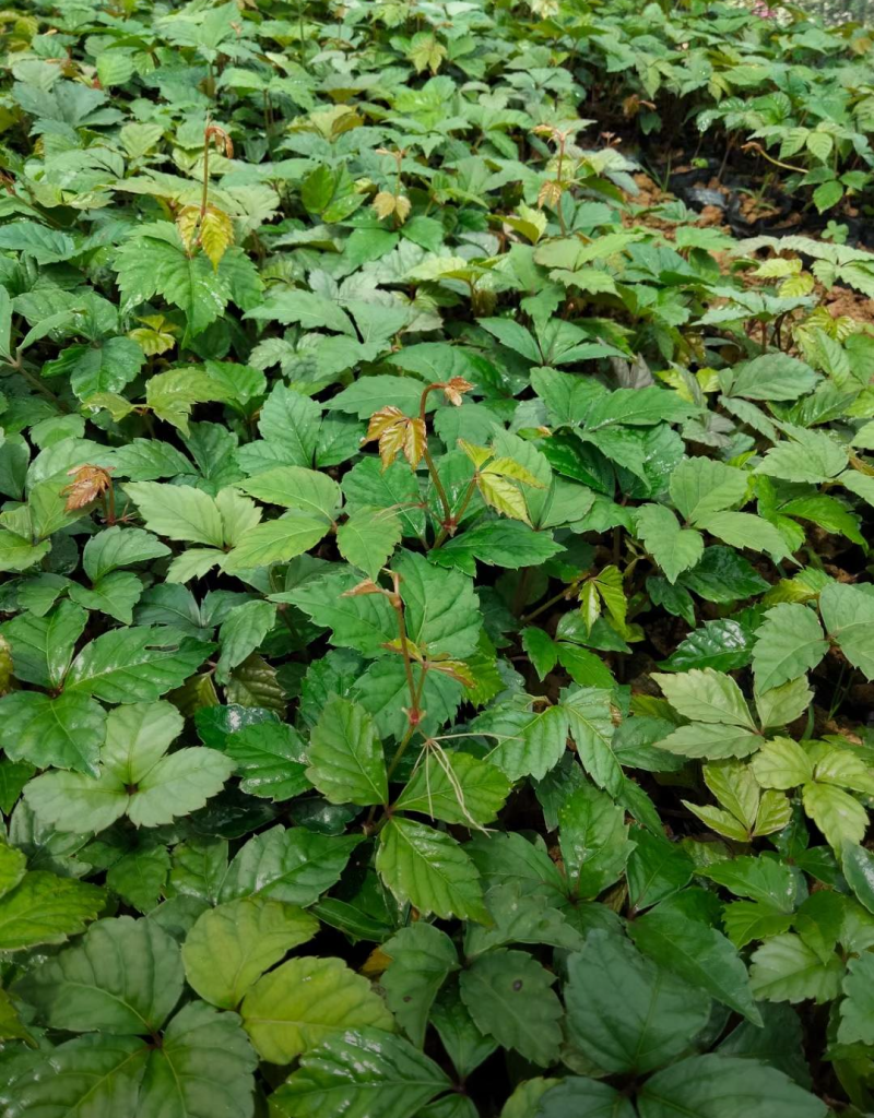 爬山虎30/40/50/80/90规格齐全成活率高价格优