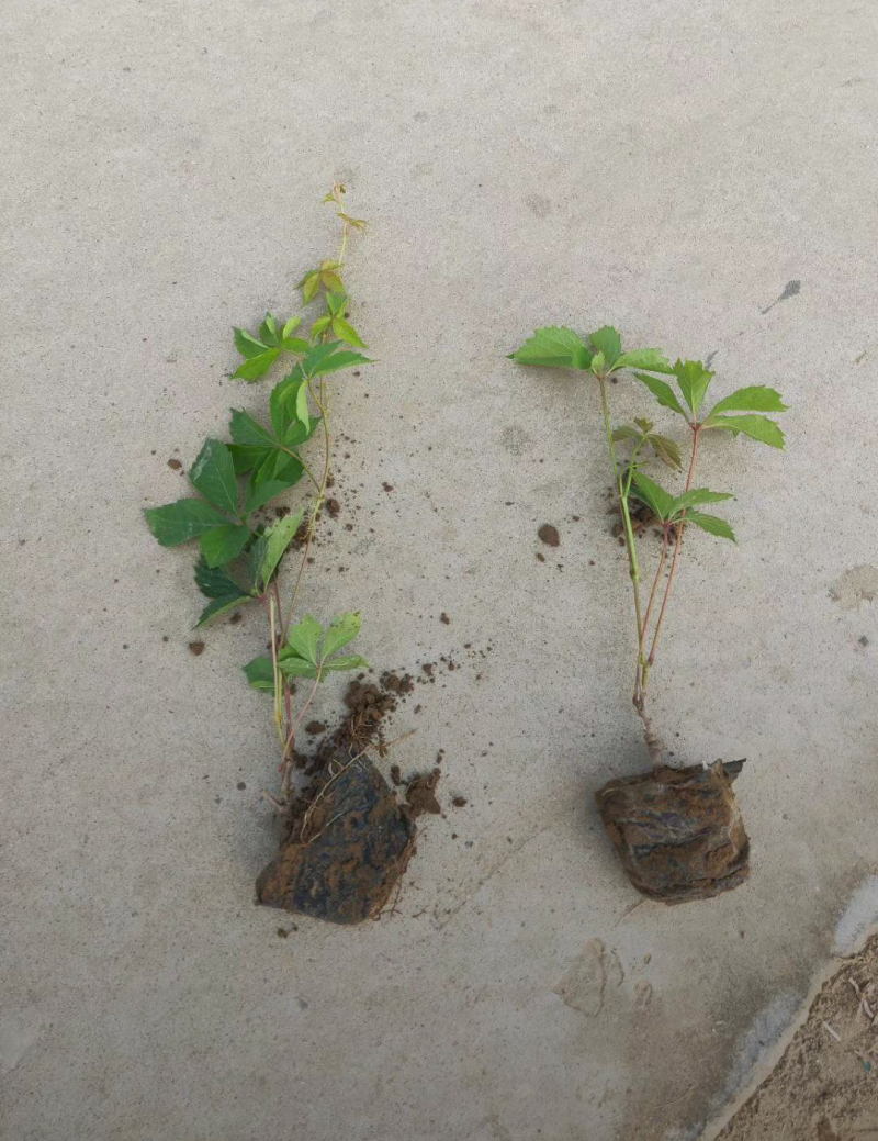 爬山虎30/40/50/80/90规格齐全成活率高价格优