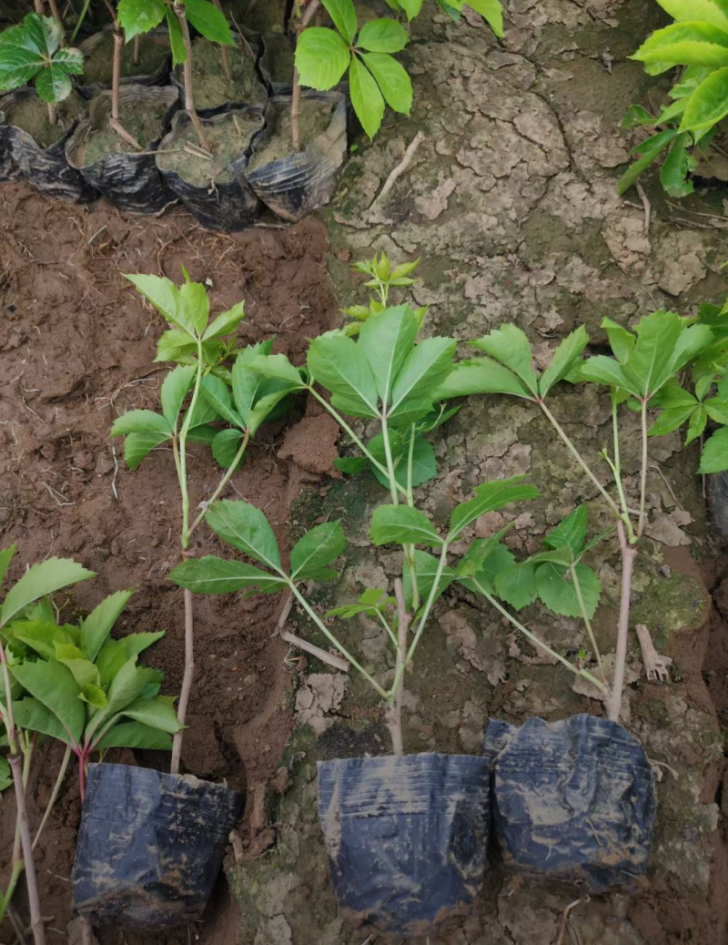 爬山虎30/40/50/80/90规格齐全成活率高价格优