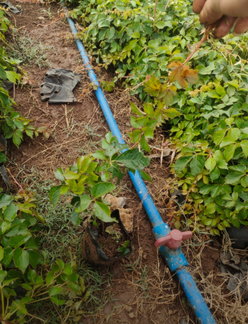 爬山虎30/40/50/80/90规格齐全成活率高价格优