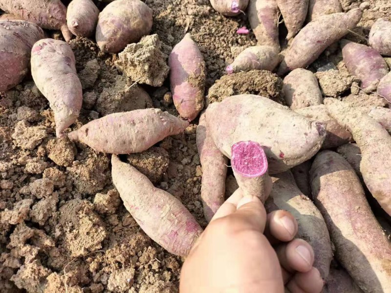 山东紫薯产地直销优质地瓜大量上市，全国发货，价格实惠