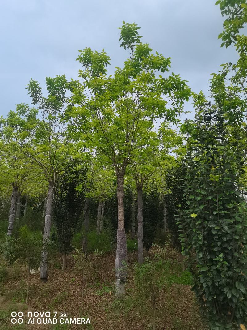 白蜡，金叶白蜡，老白蜡