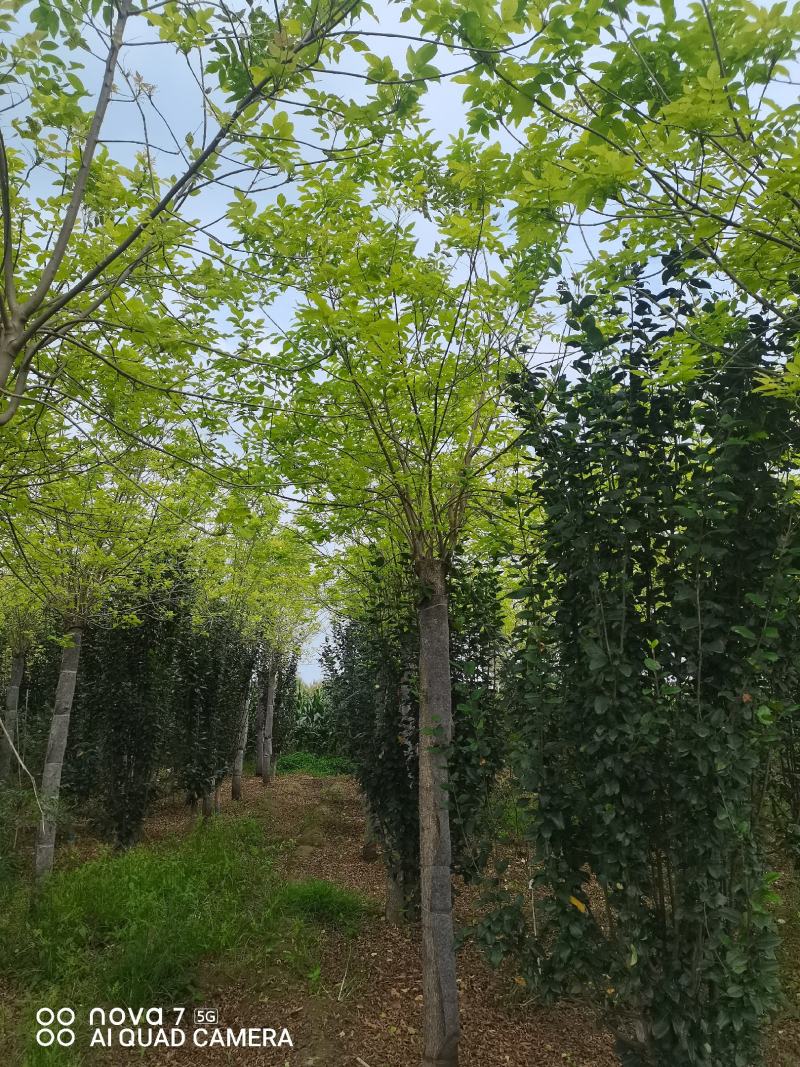 白蜡，金叶白蜡，老白蜡