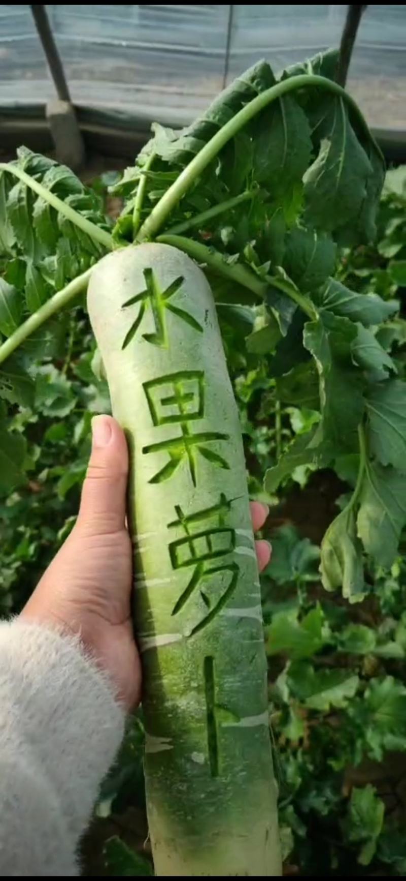 潍坊青萝卜水果萝卜潍县萝卜纯青茬萝卜冰激凌口感脆甜多汁