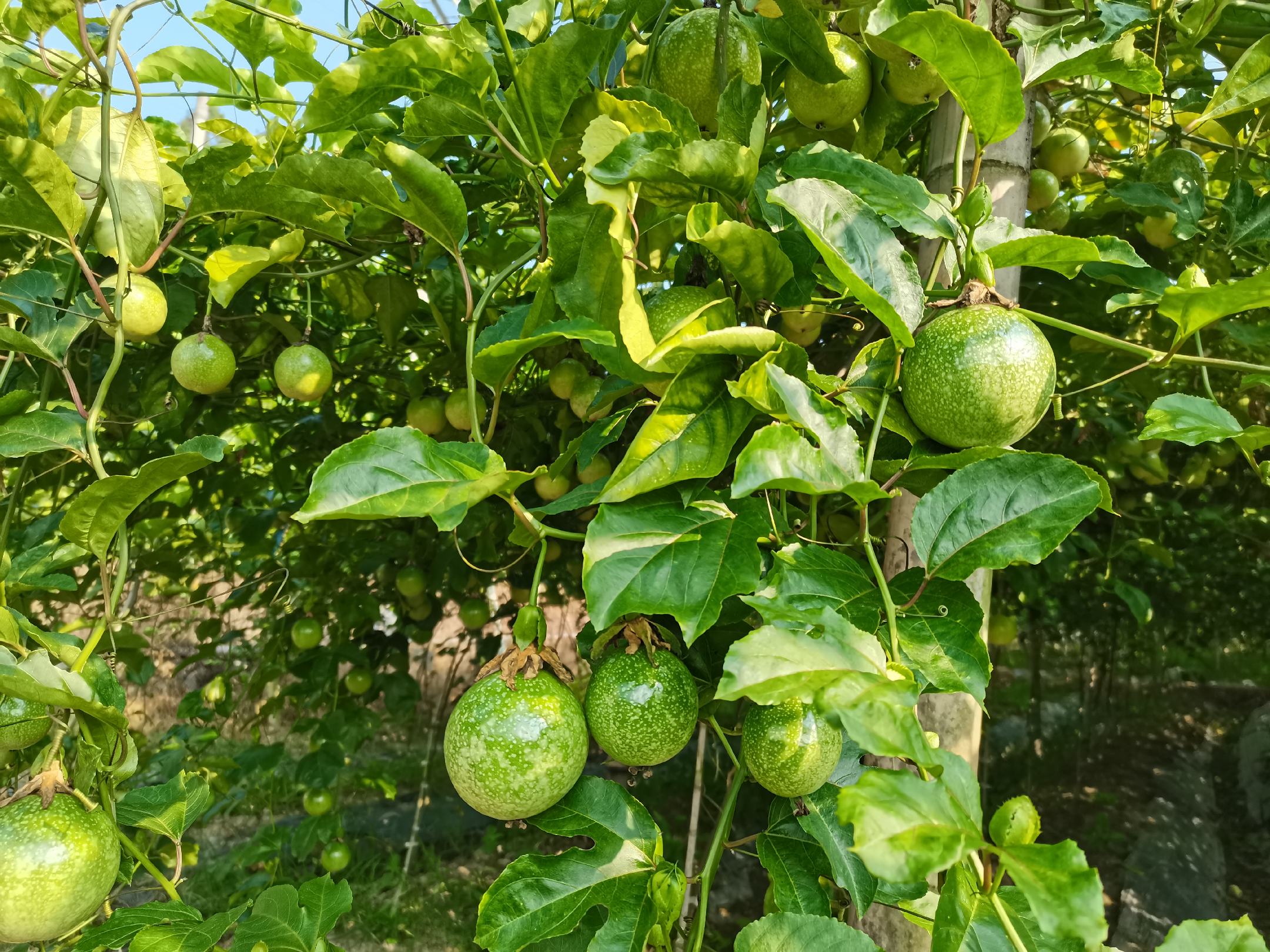 展示黄金百香果不同成熟阶段的营养成分变化图表 黄金百香果营养成分图解