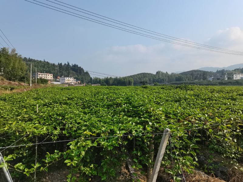 武平县黄金百香果