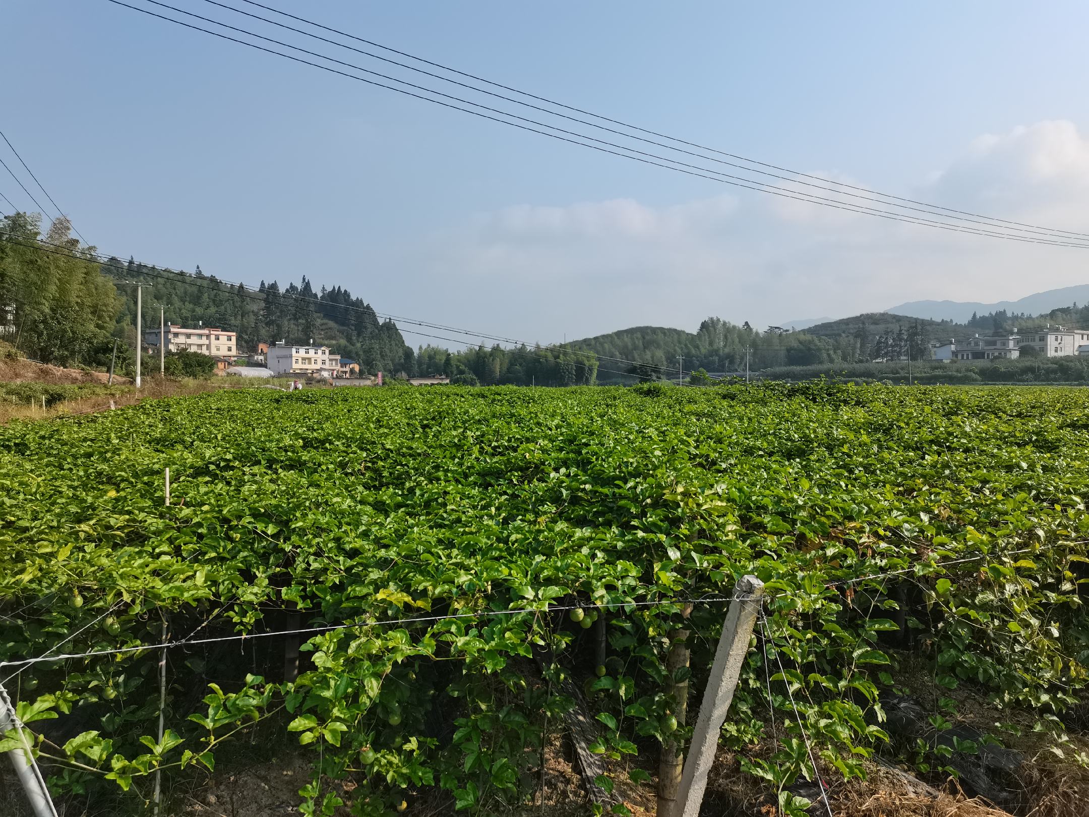果园中的黄金百香果藤蔓