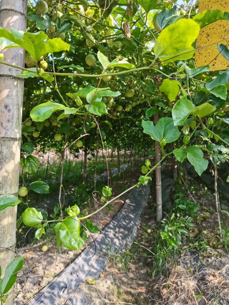 武平县黄金百香果
