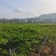 武平县黄金百香果