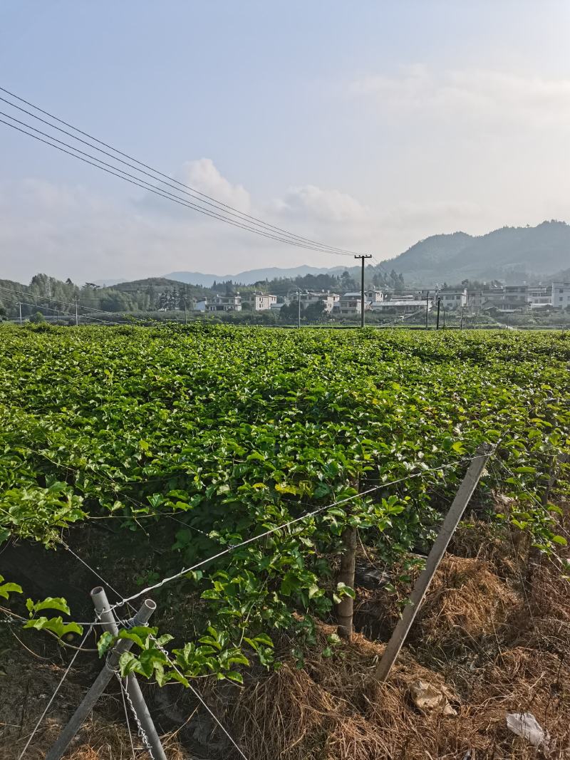 武平县黄金百香果