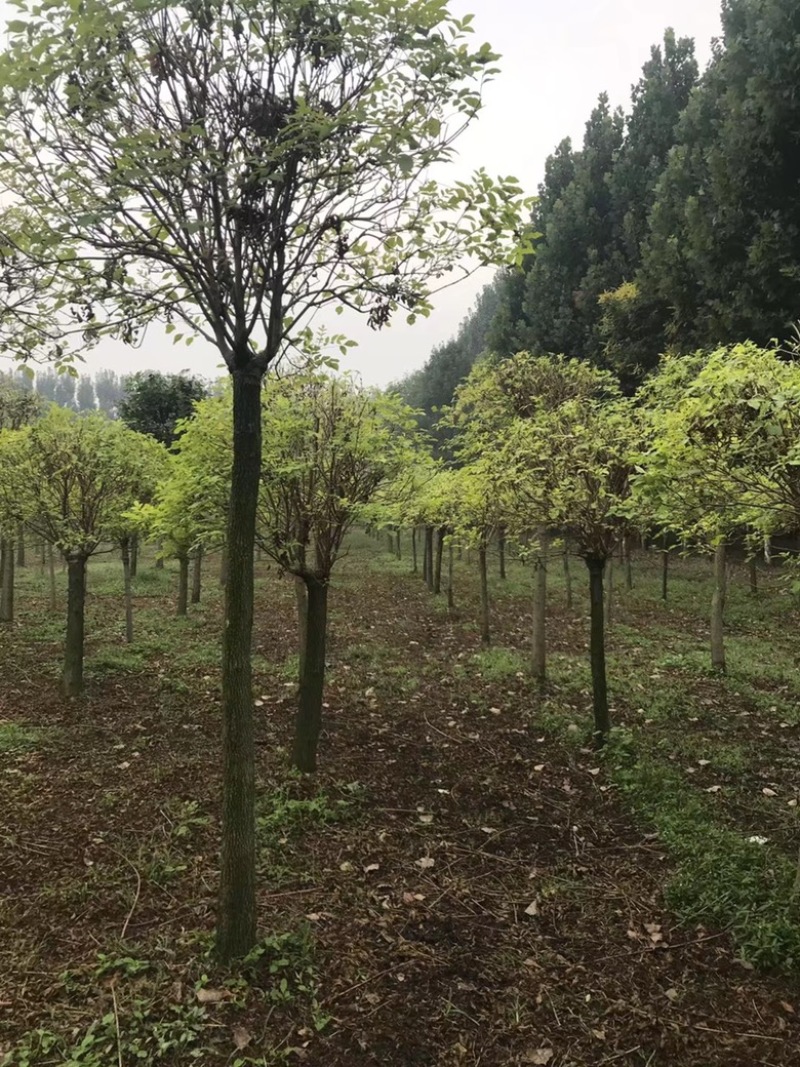 丛生白蜡8米左右高，大量出圃，精品大冠，简单大气