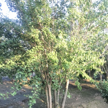 丛生白蜡8米左右高，大量出圃，精品大冠，简单大气