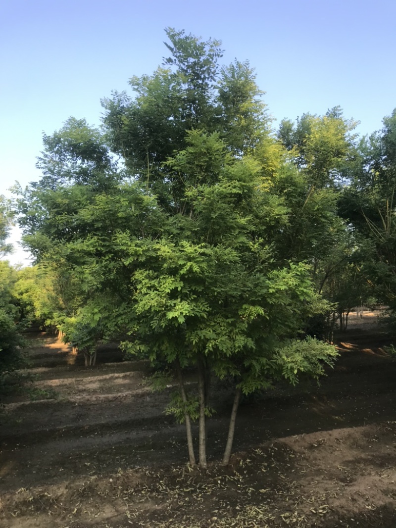 丛生白蜡8米左右高，大量出圃，精品大冠，简单大气